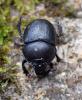 Anoplotrupes stercorosus